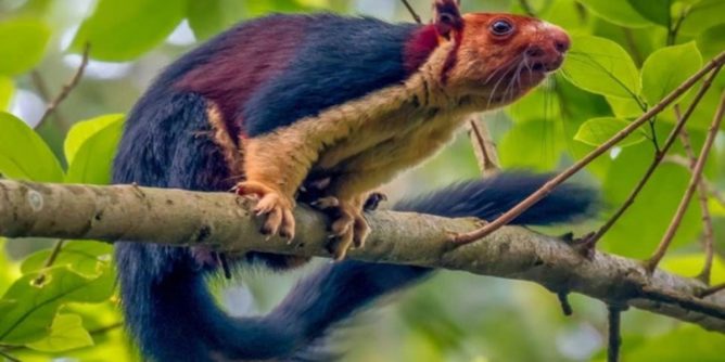 5 Fakta Indian Giant Squirrel, yang Memiliki Bulu Warna-Warni