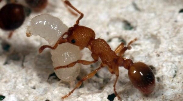 5 Fakta Kroto Telur Semut yang Bermanfaat Kesehatan