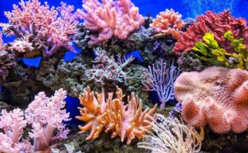 5 Hewan Laut yang Sering Dikira Tumbuhan, Kamu Pernah Salah Mengira?
