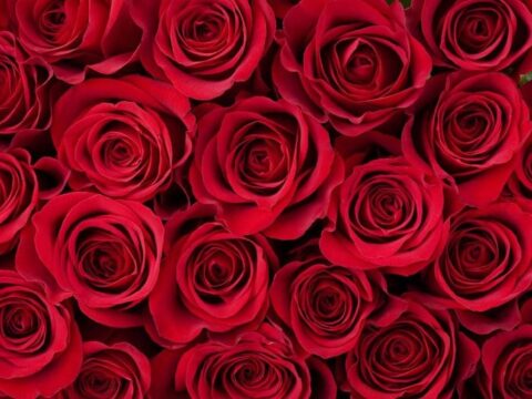 alt="mawar" alt="fakta valentine"