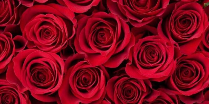 alt="mawar" alt="fakta valentine"