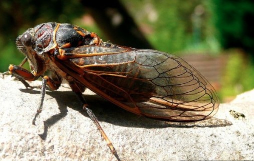 7 Fakta Menarik seputar Cicada, Serangga Kecil Bersuara Nyaring