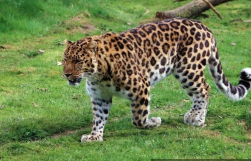 7 Fakta Macan Tutul Amur, Kucing Besar Terlangka di Dunia