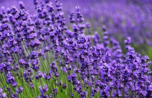 5 Fakta Unik Lavender, Si Bunga Cantik Berwarna Ungu